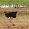 Maasai Ostrich (male)