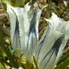 Arctic Gentian