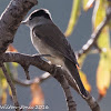 Blackcap; Curruca Capirotada