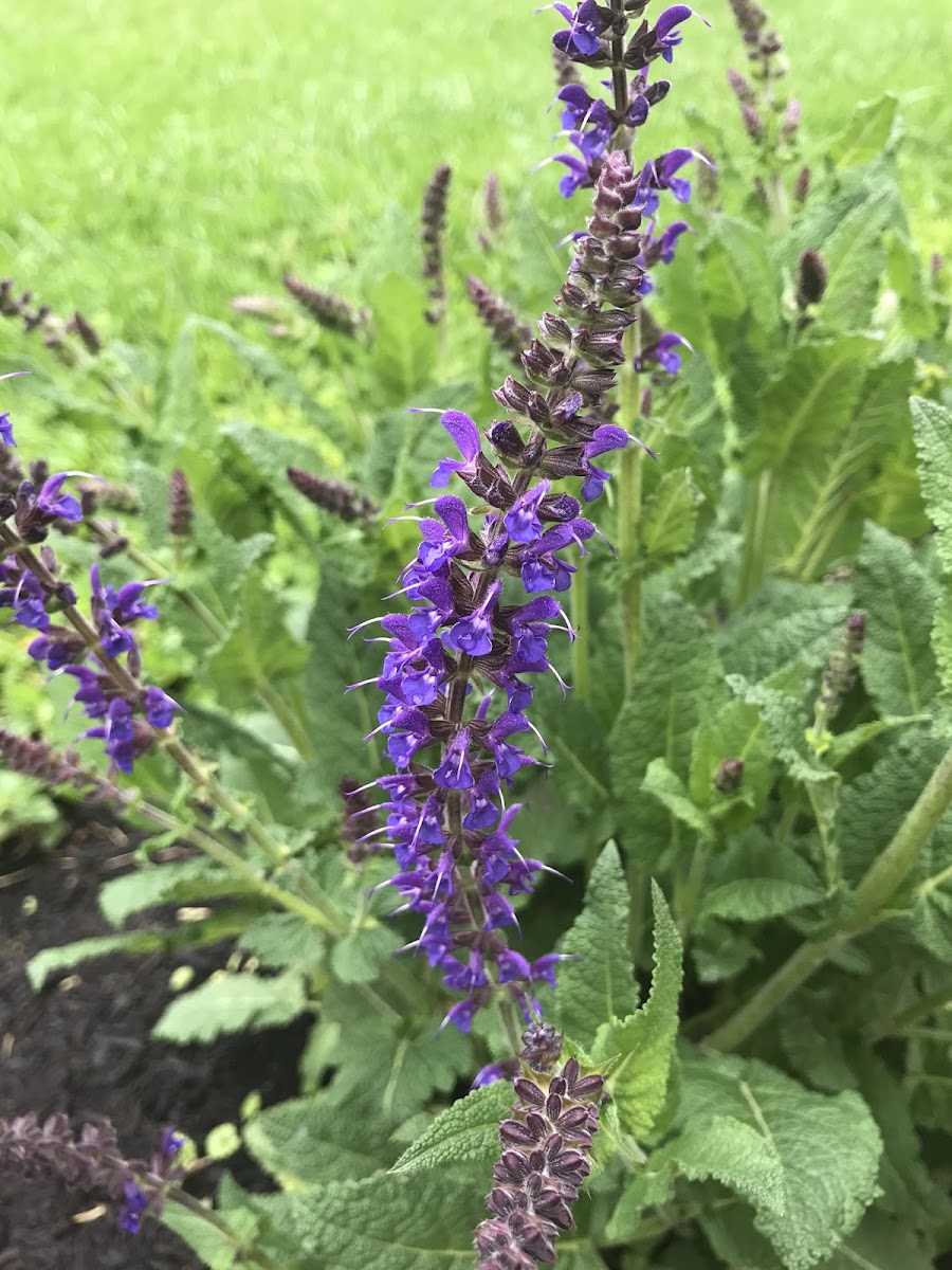 Purple Wood Sage