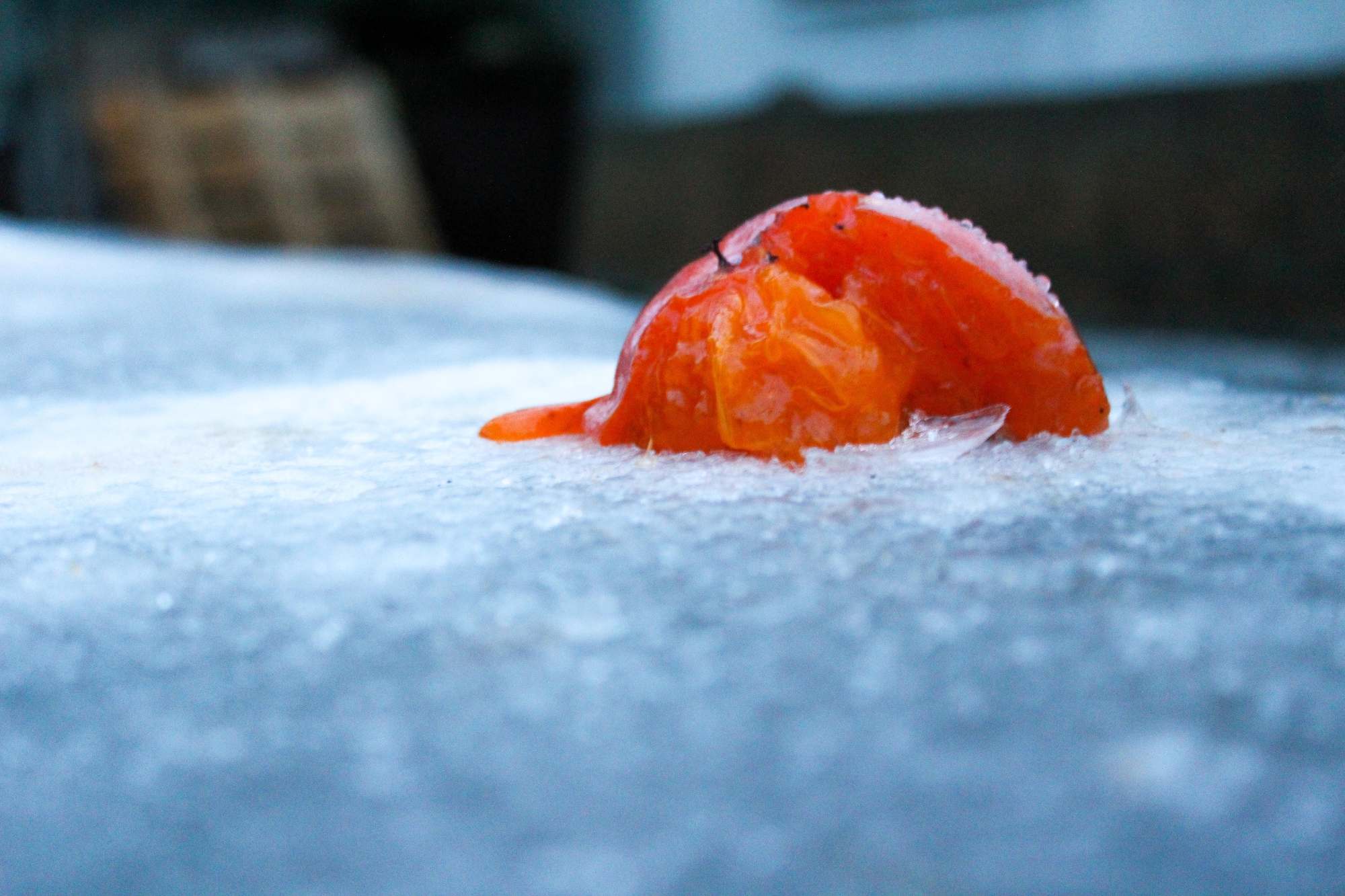 Frutto d'inverno di zarazaza