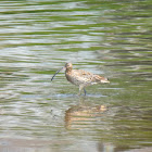 Far Eastern curlew