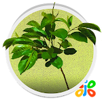 Real Tree Live Wallpaper Apk