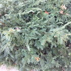 Fir tree