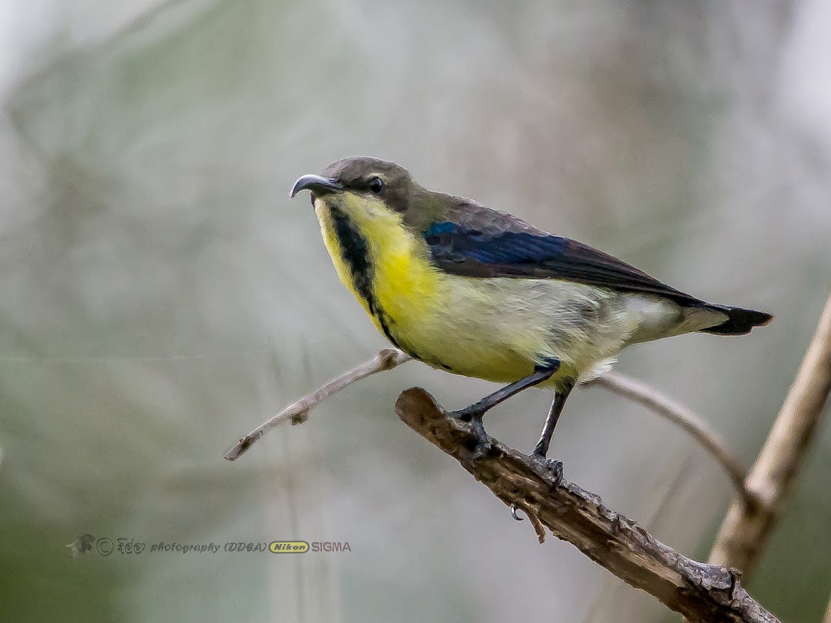 PURPLE SUNBIRD - ECLIPSE FORM