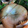 Saffron Milk Cap