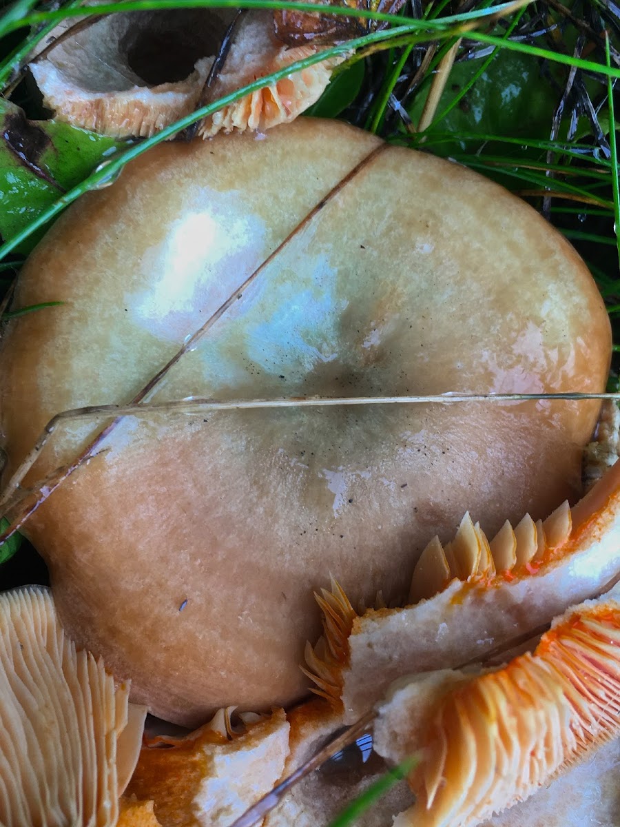 Saffron Milk Cap