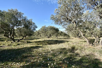 terrain à Fontvieille (13)