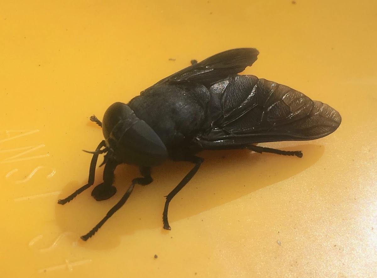 Black Horse Fly ♀