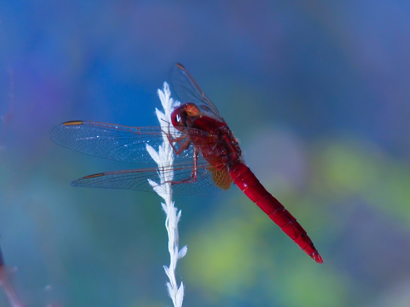 Libellula di trifoglio