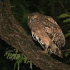 Brown Fish Owl