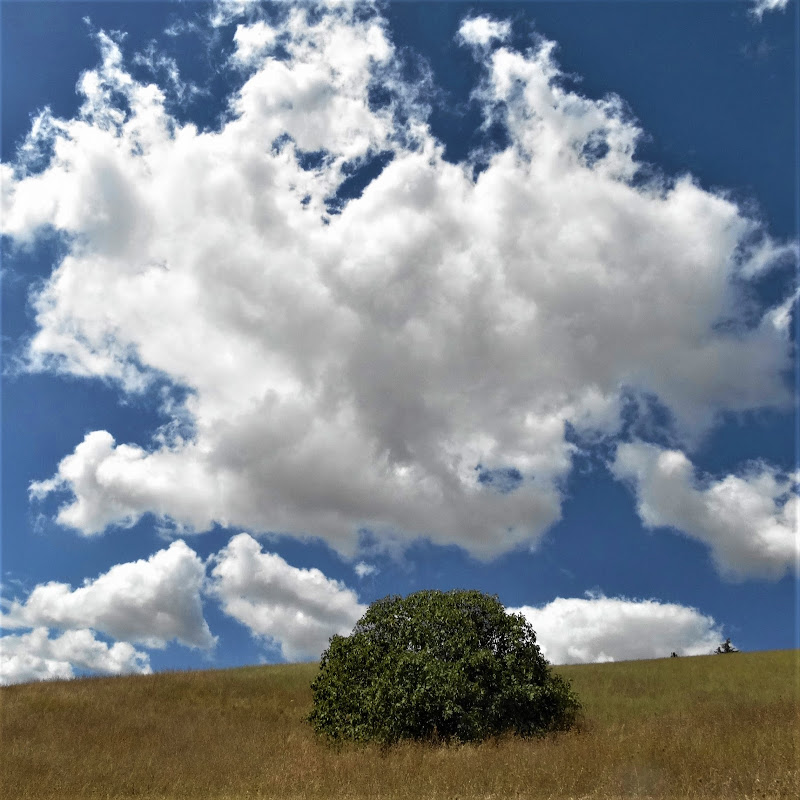 Il fico sulla collina di iento