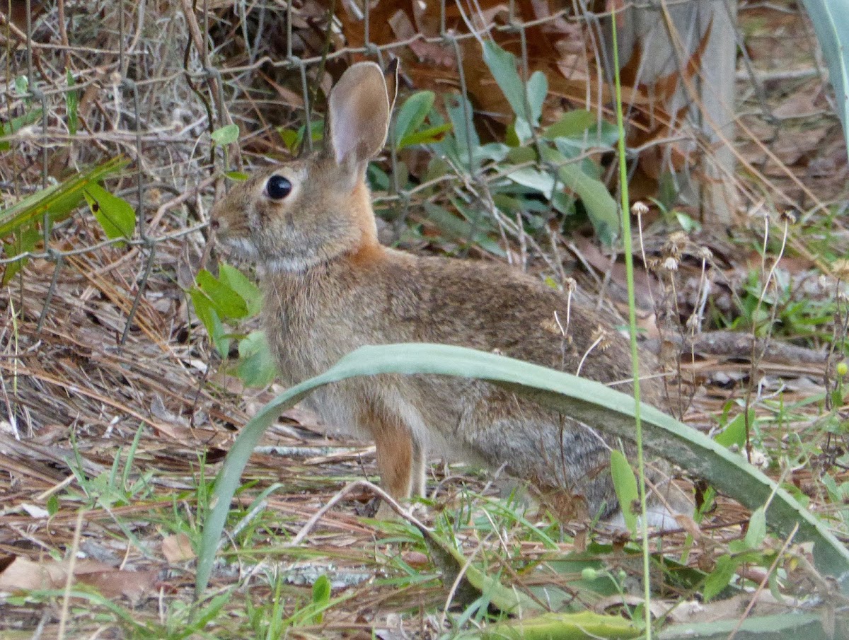 Eastern Cottontail