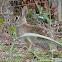 Eastern Cottontail