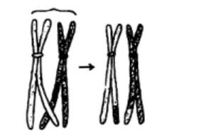 Meiosis