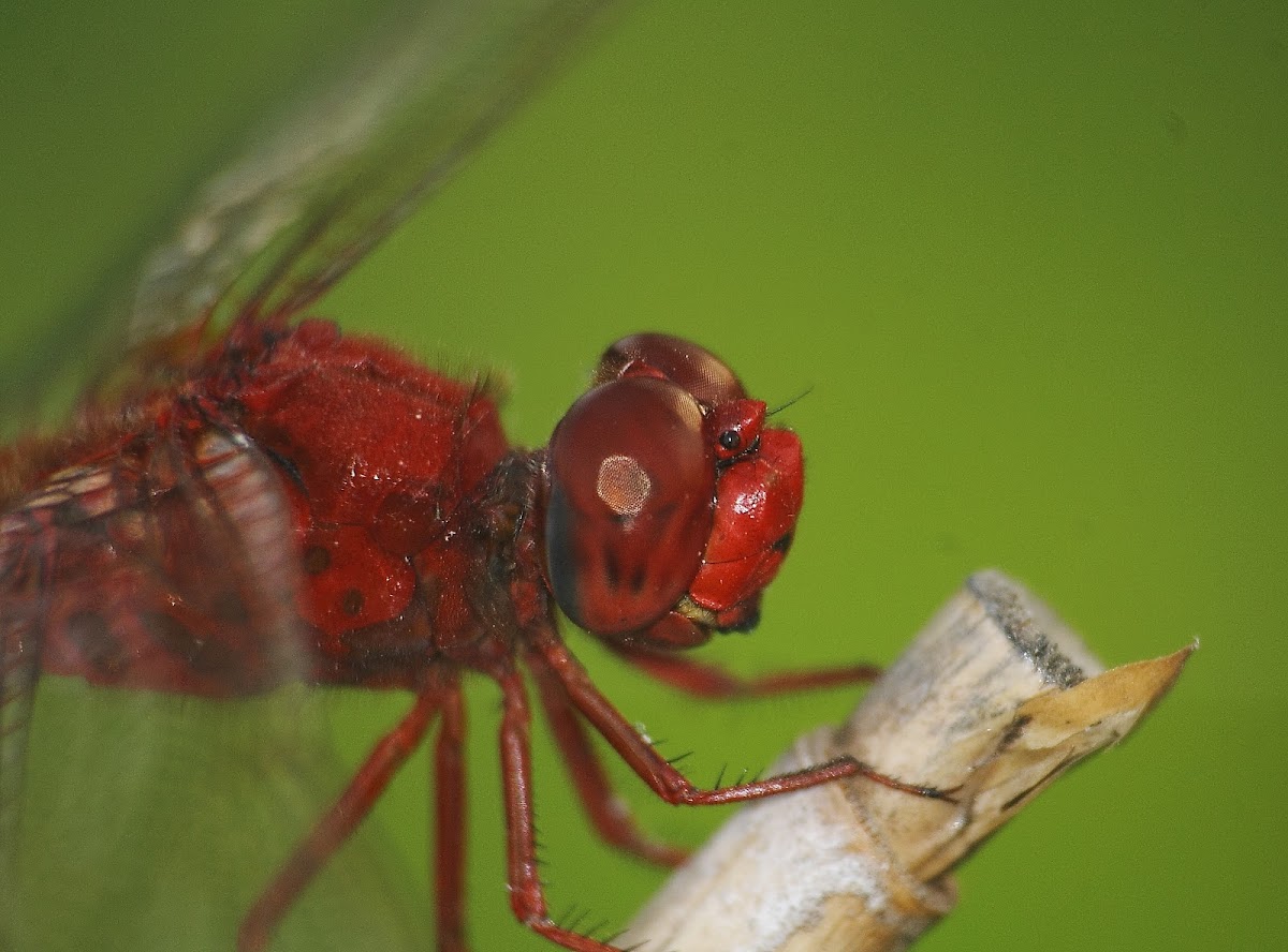 Scarlet Skimmer