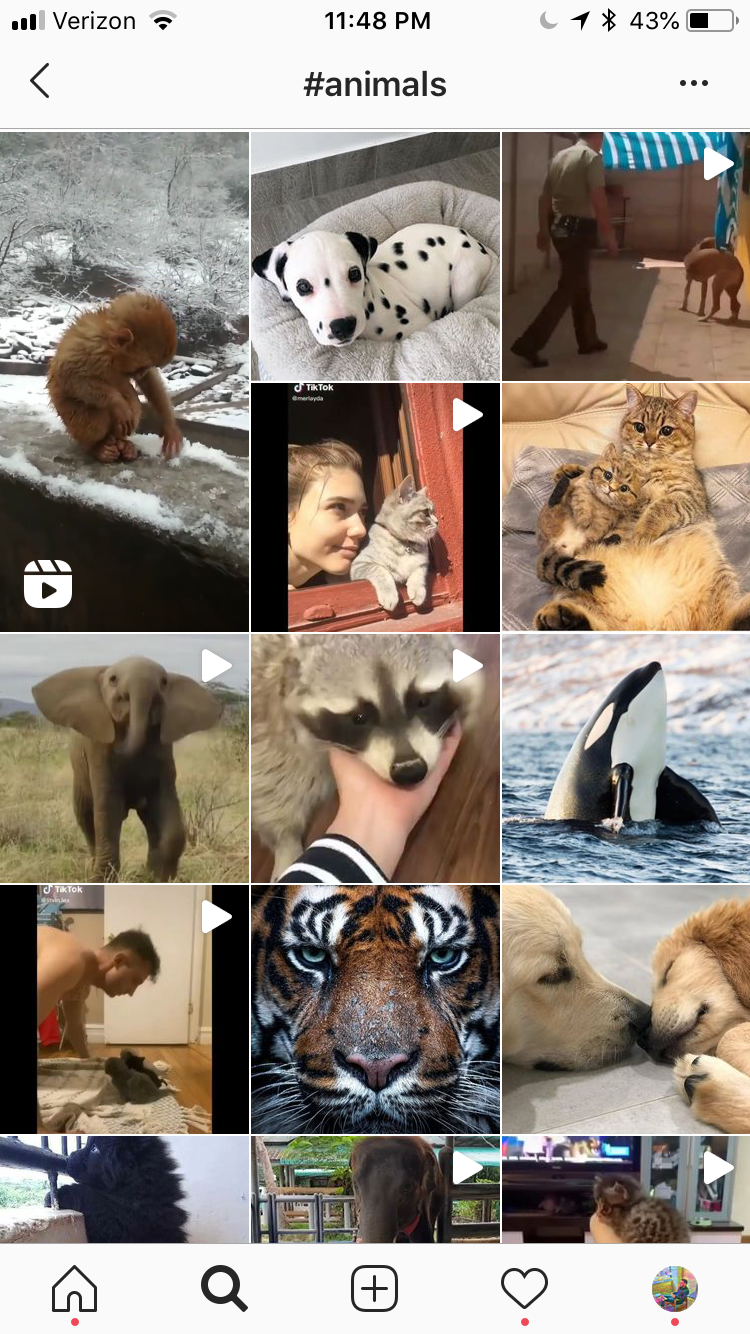 trending instagram hashtags for animals