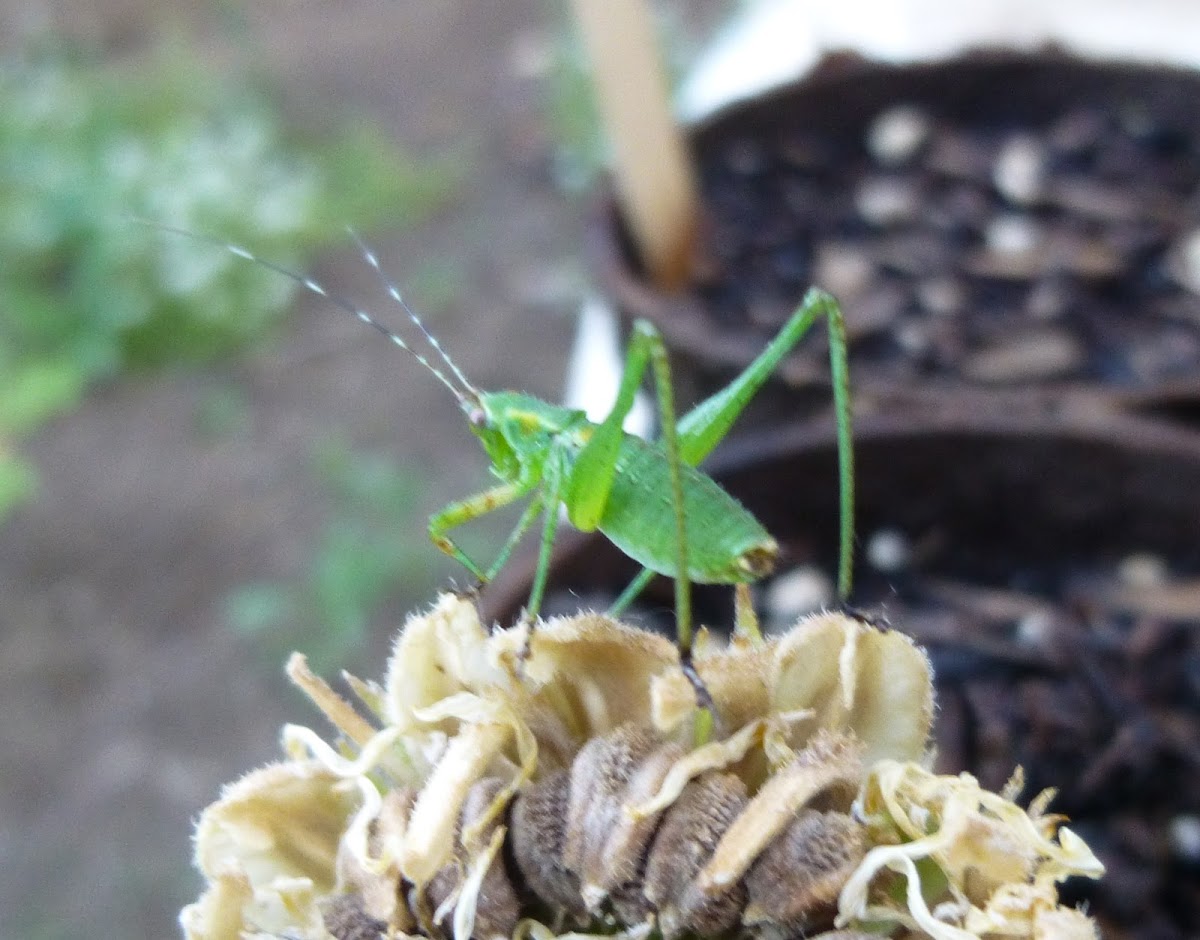 Fork-Tailed Bush Katydid