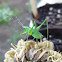 Fork-Tailed Bush Katydid