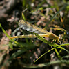 Damselfly