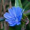 Chicory, blue daisy, blue dandelion, blue sailors, blue weed, bunk, coffeeweed, cornflower, hendibeh, horseweed, ragged sailors, succory, wild bachelor's buttons, wild endive