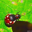 Gravid Leaf Beetle