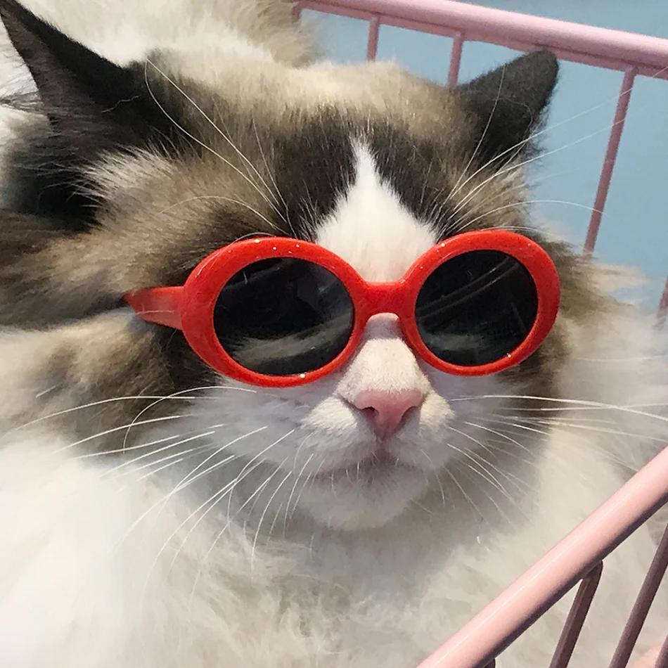 Rode zonnebril voor katten. Modieuze kattenbril voor je geliefde huisdier. Bescherm de ogen en zie er fantastisch uit!
