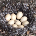 Mallard eggs