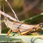 Egyptian Grasshopper