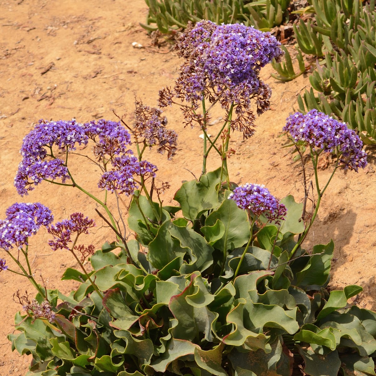 Perez's Sea Lavender