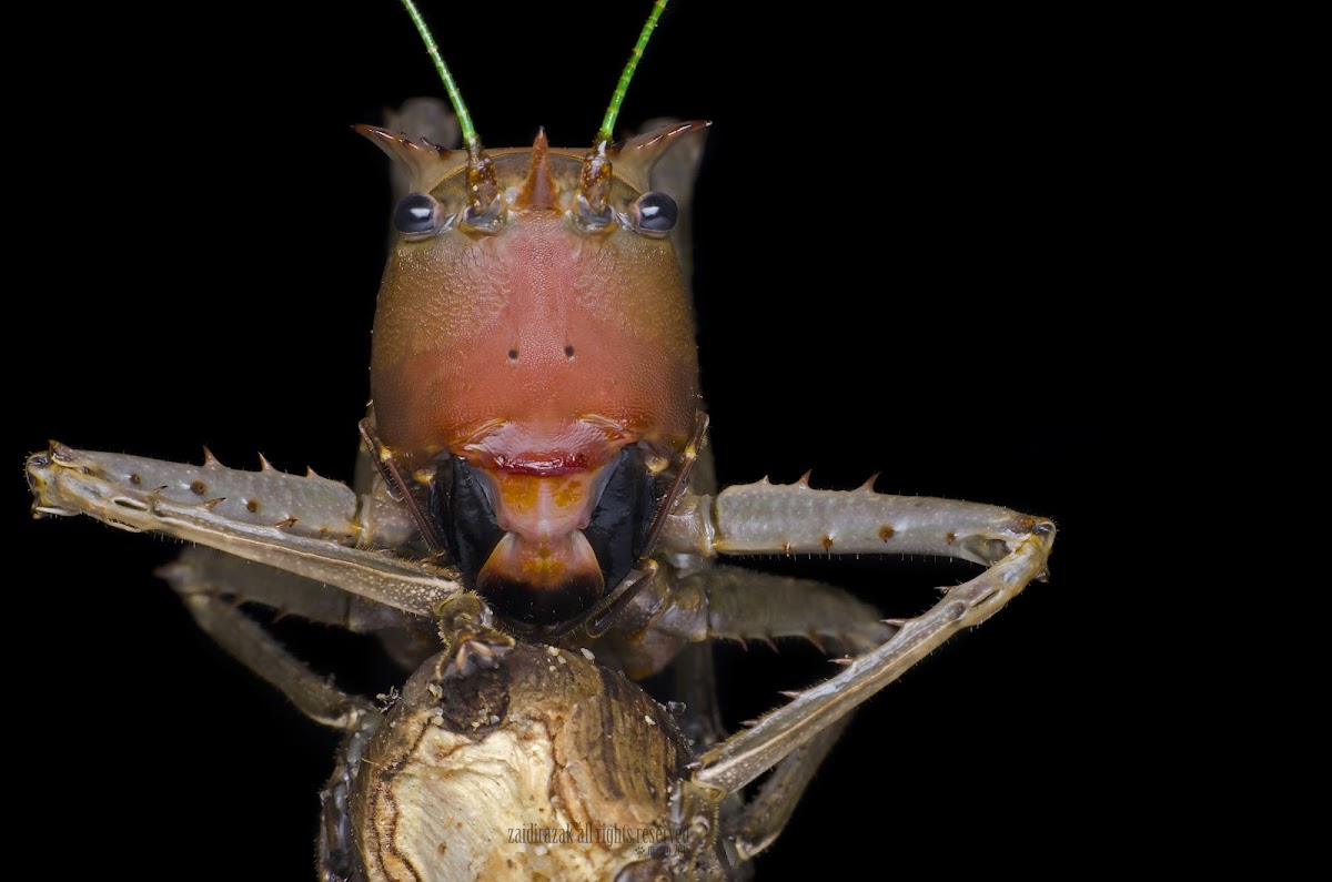 dragon headed katydid