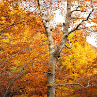 colori di autunno di 