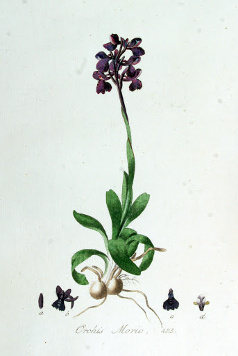 Anacamptis Orchis morio