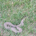 Northern Watersnake