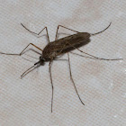 Mosquito