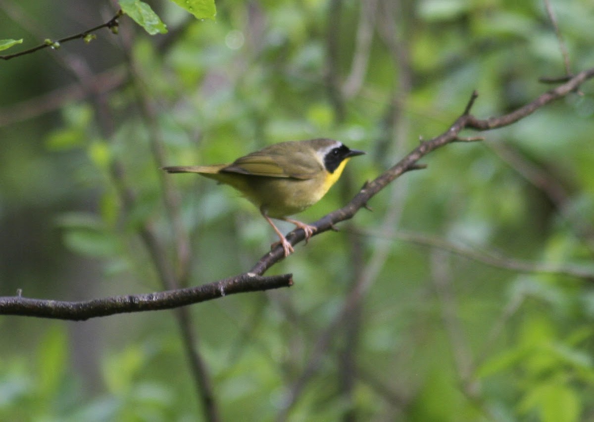 Common Yellowthroat