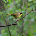 Common Yellowthroat