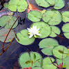 White Waterlily