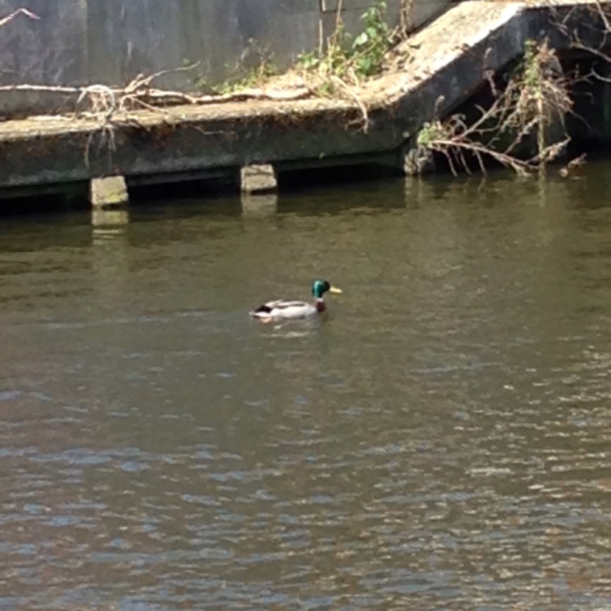 Mallard duck