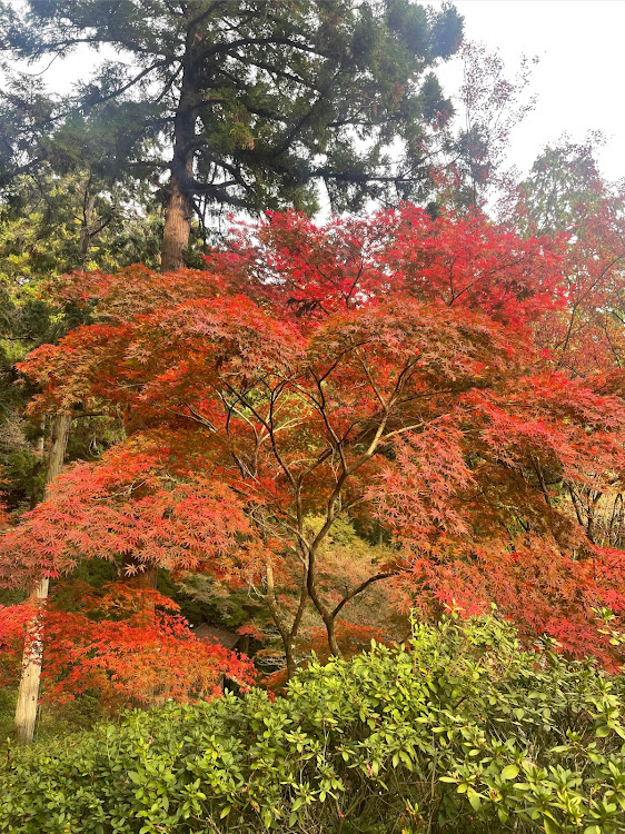 グレイスのドライブ・紅葉・佐賀　ドライブ・11月にエントリーしますに関するカスタム事例の投稿画像3枚目