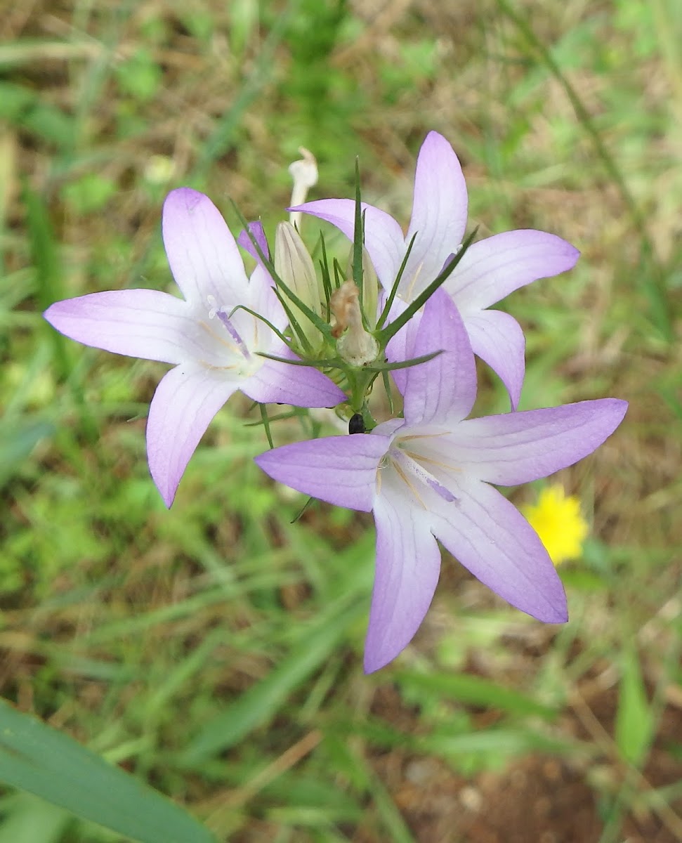 Bell Flower