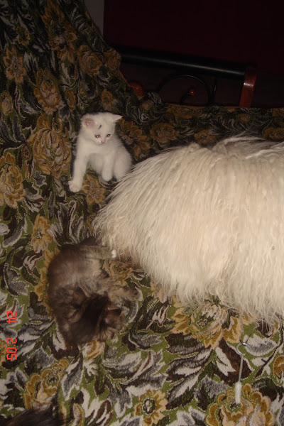 Белая гора - друг мой