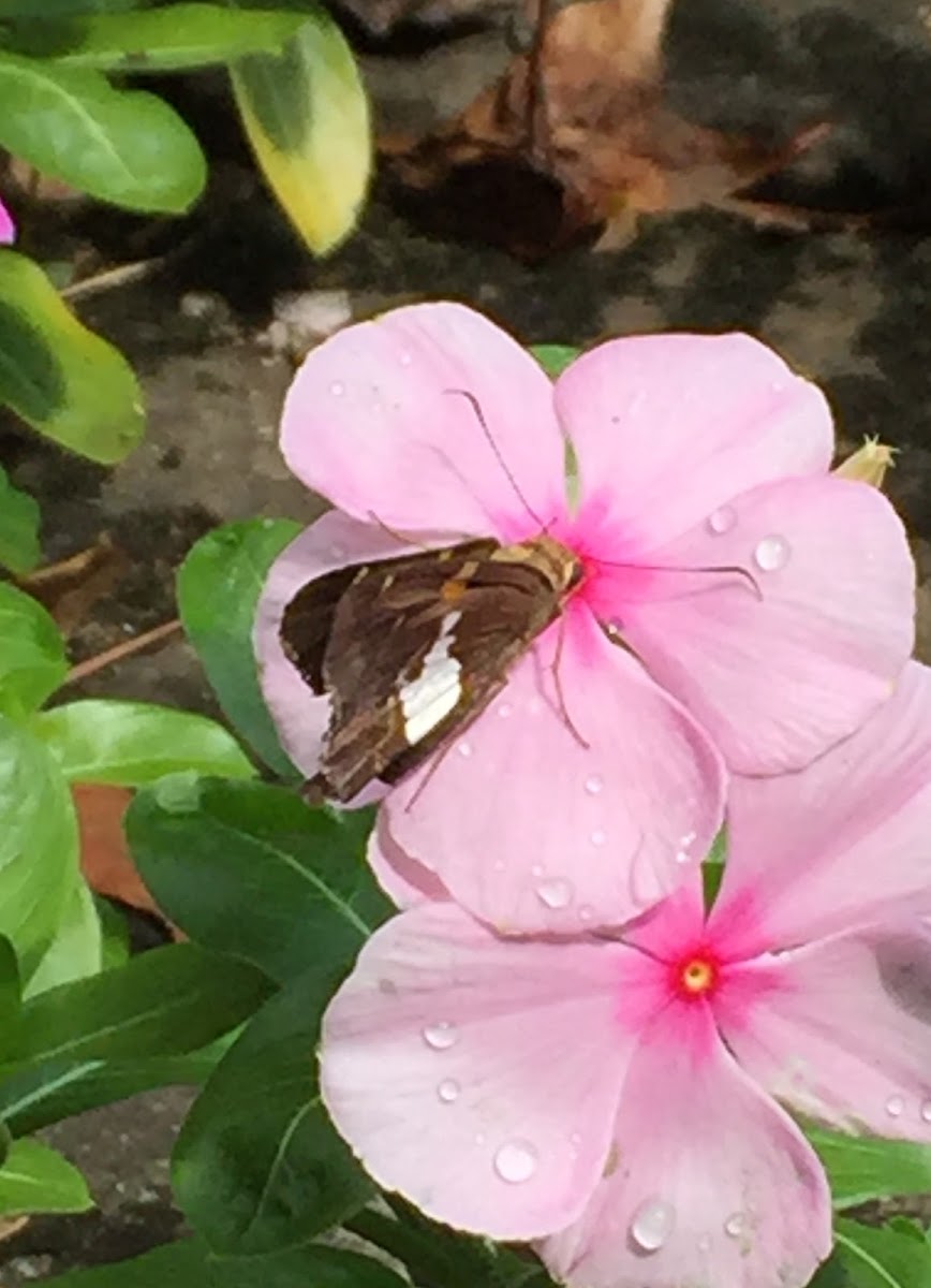 Silver-Spotted Skipper