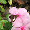 Silver-Spotted Skipper