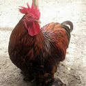 Pekin chicken Rooster