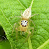 Jumping spider