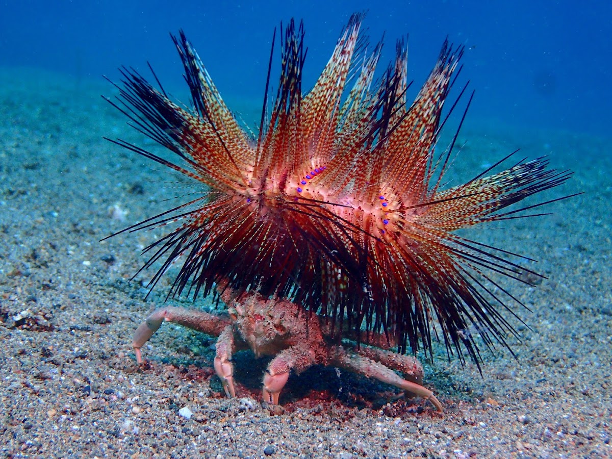 Sea Urchin Carrying Crab