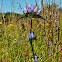 Closed Bottle Gentian