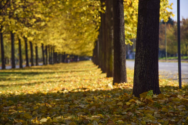 Viale in giallo  di DiegoCattel