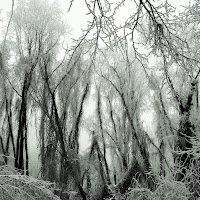 nel bosco incantato di 